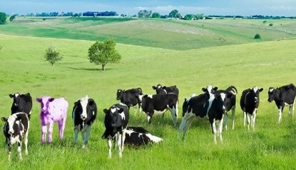 A great content writer will help you find your business's purple cow.